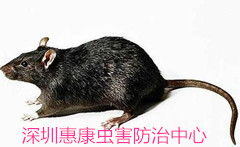 Σɽpʧ